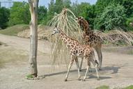 giraffe-young-nature-growth-347713.jpg