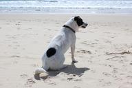 dog-beach-sun-pet-sea-vacation-648165.jpg