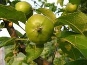 apples-branch-green-leaves-fruit-87613.jpg