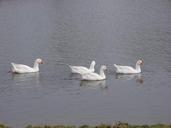 geese-bird-nature-animal-fly-57445.jpg