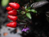 ornamental-peppers-fruits-694040.jpg