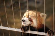 red-panda-zoo-cute-animals-368058.jpg