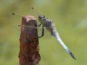 dragonfly-blue-dragonfly-raft-1516491.jpg