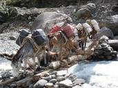 donkey-transport-nepal-river-498112.jpg