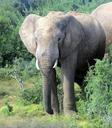 elephant-south-africa-national-park-534835.jpg