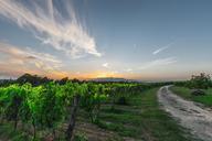 vines-tuscany-grapes-field-nature-428050.jpg