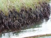 Marsh partly covered in oil from the oil spill.jpg