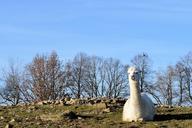 alpaca-white-furry-head-zoo-1426585.jpg