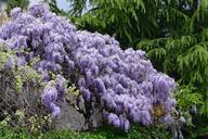 wisteria-flowers-viola-purple-1337054.jpg