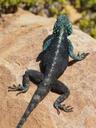 lizard-reptile-animal-south-africa-561094.jpg