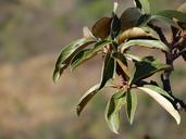 green-leaves-leaves-foliage-murici-1019244.jpg