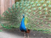 peacock-feather-tail-zoo-pride-505061.jpg