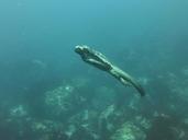 marine-iguana-galapagos-diving-883488.jpg