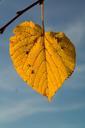 lime-leaf-autumn-yellow-228194.jpg