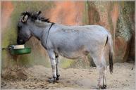 donkey-mule-ass-animal-mammal-215885.jpg