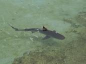 reef-shark-shark-fish-wildlife-sea-298240.jpg