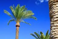 palm-tree-palm-tree-tropical-316768.jpg