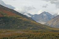 alaska-forest-mountains-trees-68133.jpg