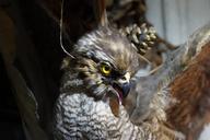 raptor-stuffed-close-bird-buzzard-239907.jpg