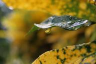 rain-drop-rain-drops-green-1009767.jpg