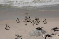 penguins-bolders-beach-beach-1442357.jpg