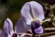 blue-rain-wisteria-wisterien-322610.jpg