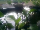 Water droplets on a water lily in a fish pond.jpg