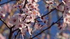 cherry-blossoms-flowers-spring-973159.jpg