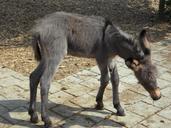 donkey-donkey-foal-clumsy-foal-167151.jpg