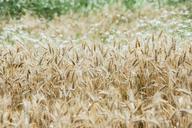 wheat-wheat-field-cereals-arable-366727.jpg