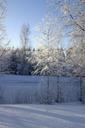 winter-tree-birch-snow-snowy-day-1168026.jpg