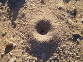 ants-anthill-nature-colony-insects-633298.jpg