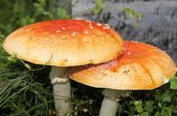 mushroom-plant-nature-natural-544536.jpg