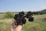 berries-black-ebulus-ripe-sambucus-87400.jpg