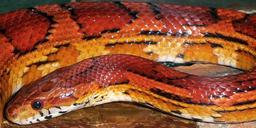 snakes-corn-okeetee-red-orange-1660280.jpg