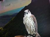 falcon-bird-of-prey-raptor-984930.jpg