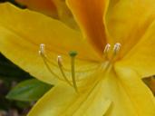 stamp-pollen-blossom-bloom-pistil-800720.jpg