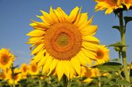 sunflower-yellow-flower-843410.jpg