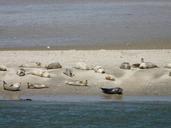 seals-phoca-vitulina-crawl-57411.jpg