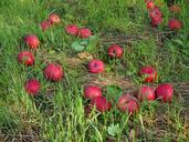 windfall-apple-red-fruits-orchard-693958.jpg