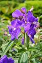 violet-flower-flowers-flower-175753.jpg