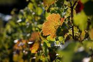 vineyard-vine-autumn-red-983175.jpg