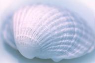 shell-lime-sea-seashell-structure-1088984.jpg