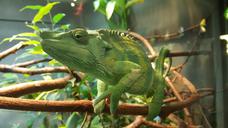 chameleon-green-zoo-coloring-1141177.jpg