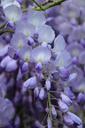 blue-rain-wisteria-blossom-bloom-279513.jpg