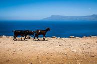 goats-greece-crete-the-stones-497907.jpg