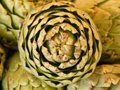 artichoke-vegetables-plant-5787.jpg