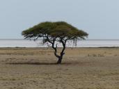 tree-safari-etosha-pan-517957.jpg