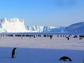 penguins-emperor-antarctic-life-429136.jpg