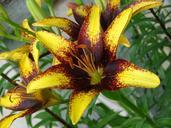 lily-flower-bloom-nature-plant-557508.jpg